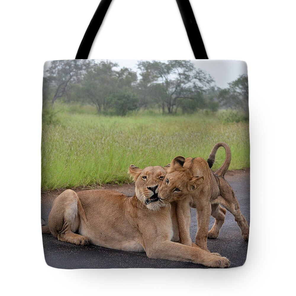 Lion Cub Tote Bag featuring the photograph Morning play by Gaelyn Olmsted
