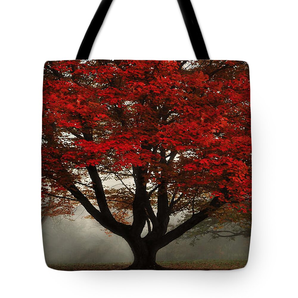 Cuyahoga National Park Tote Bag featuring the photograph Morning Rays in the Forest by Ken Smith
