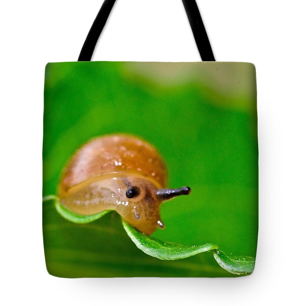 Wall Art Tote Bag featuring the photograph Morning Snail by Jeffrey PERKINS