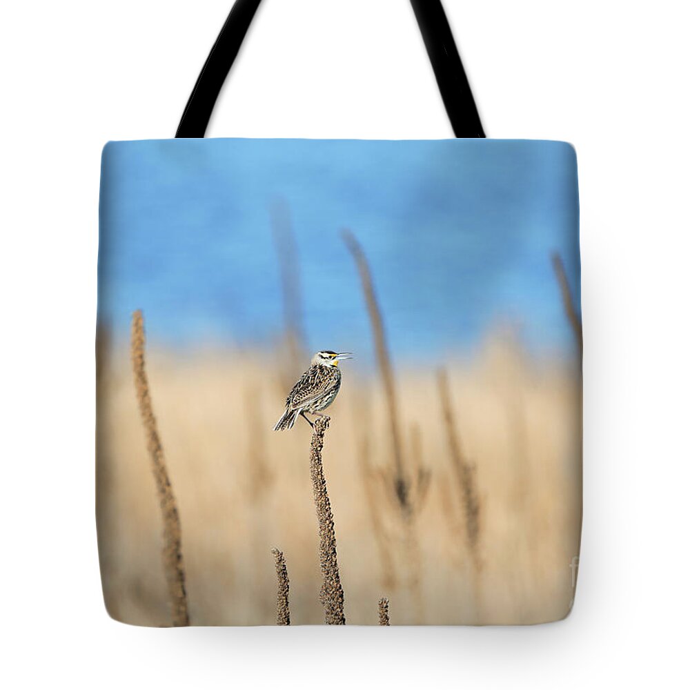 Common Mullein Tote Bag featuring the photograph Morning Song by Elizabeth Winter