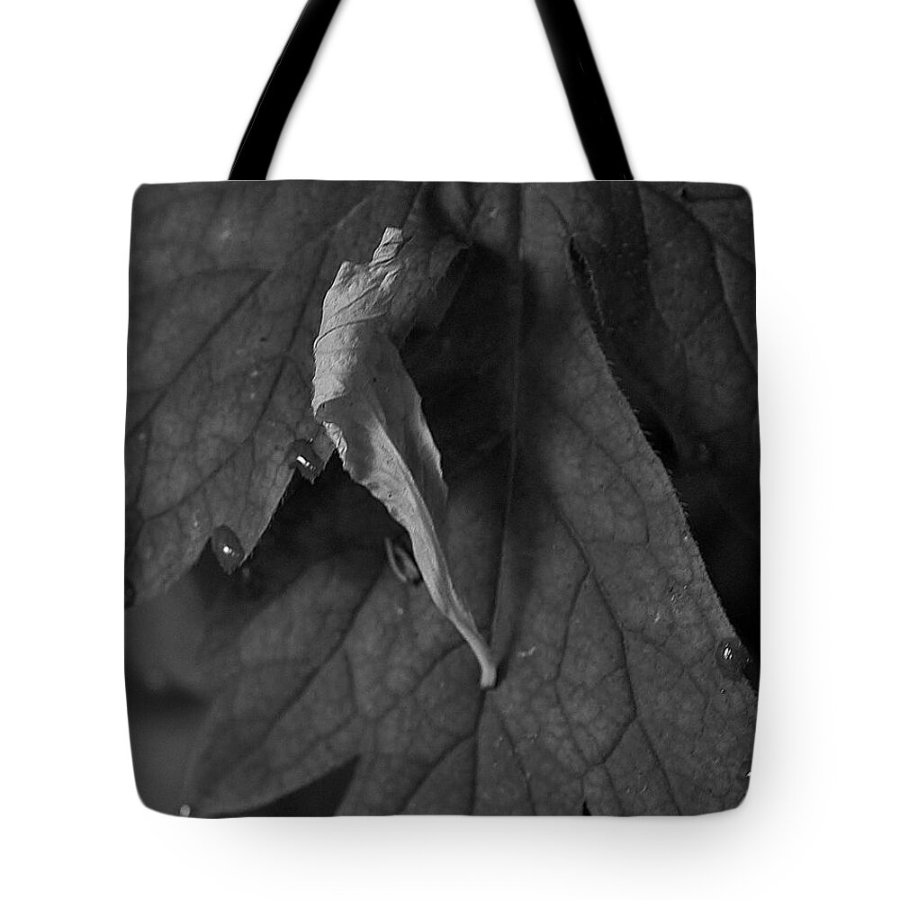 Nature Tote Bag featuring the photograph Mornings Sunlight by Charles Lucas