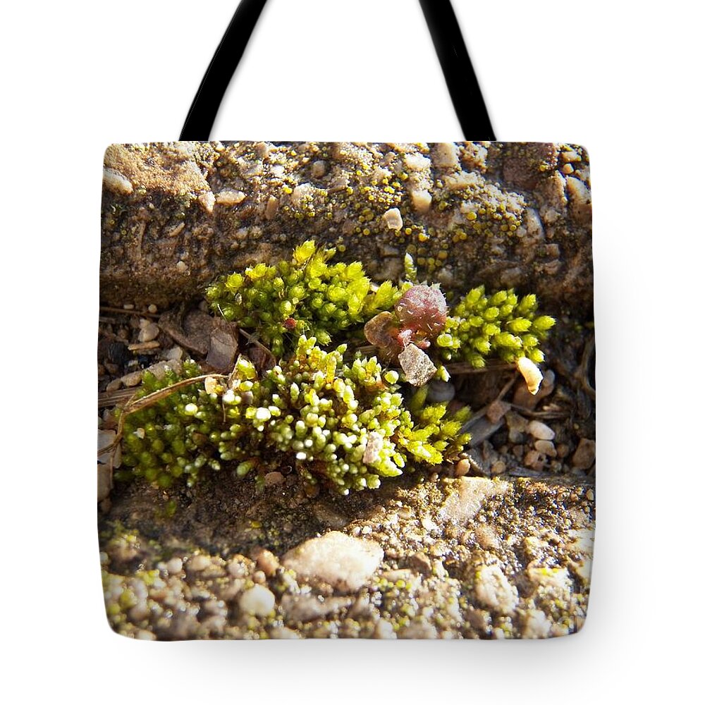 Moss Tote Bag featuring the photograph Moss and Pebbles by Corinne Elizabeth Cowherd