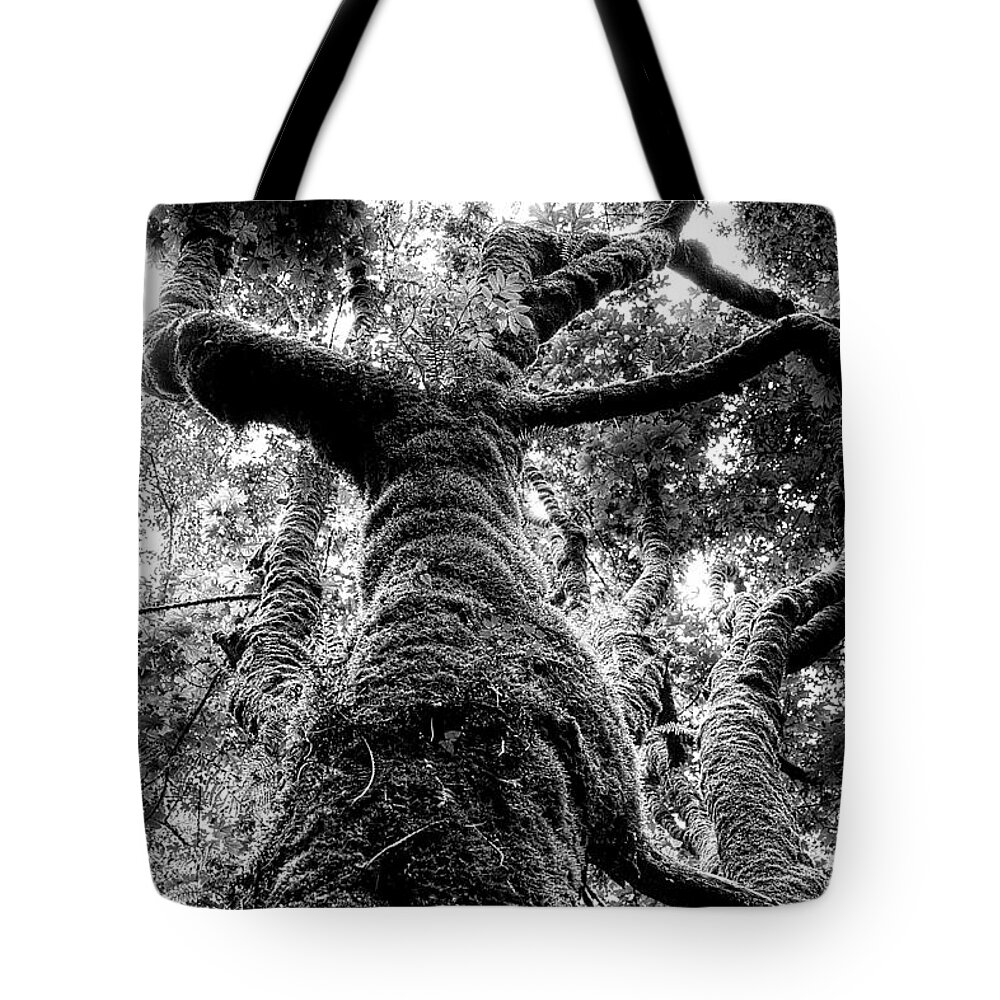 Black And White Tote Bag featuring the photograph Mossy Tree by David Patterson