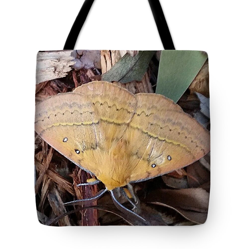 Moth Tote Bag featuring the photograph Moth by Kezza Busz