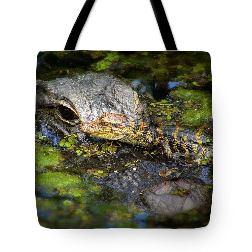 Alligator Tote Bag featuring the photograph Mother And Baby by Mark Andrew Thomas