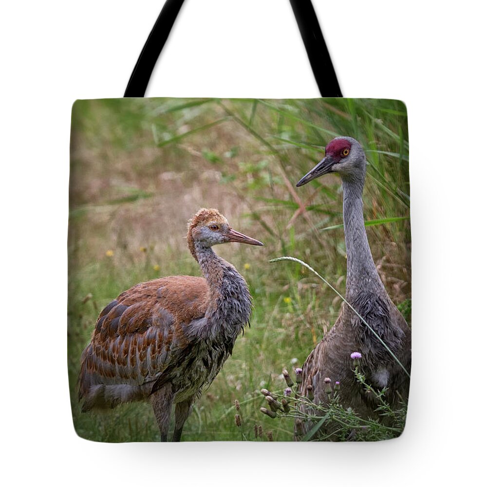 Sandhill Crane Tote Bag featuring the photograph Mother And Child by Randy Hall