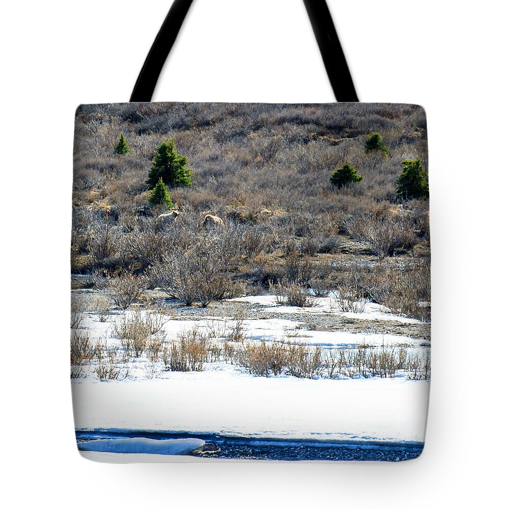 Mother Tote Bag featuring the photograph Mother Grizzly and Cub by Allan Levin
