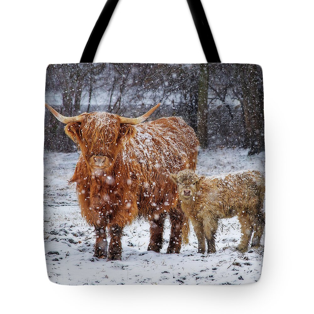 Scottish Highland Cow Coo Coos Cattle Longhorn Snow Pasture Wisconsin Wi Winter Tote Bag featuring the photograph Mother's Love - Scottish Highland cow and calf in snowy pasture by Peter Herman