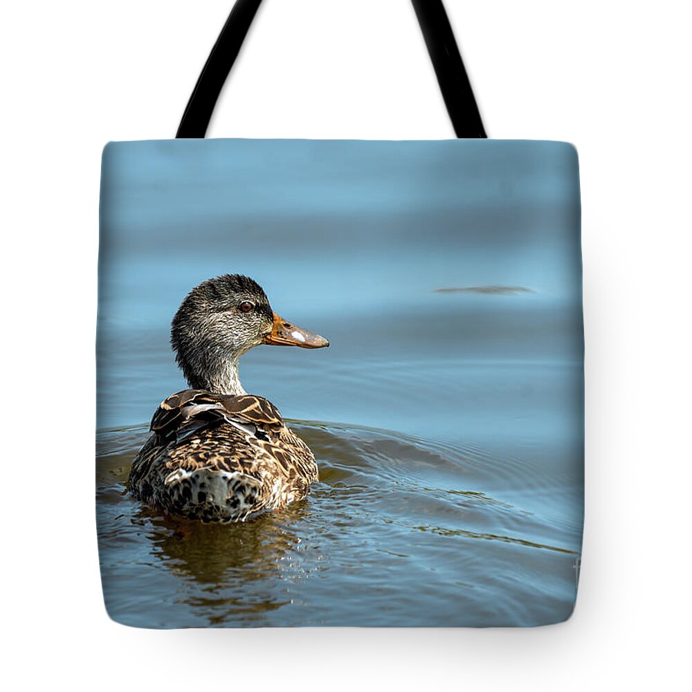 Mottled Duck Tote Bag featuring the photograph Mottled duck swimming by Sam Rino