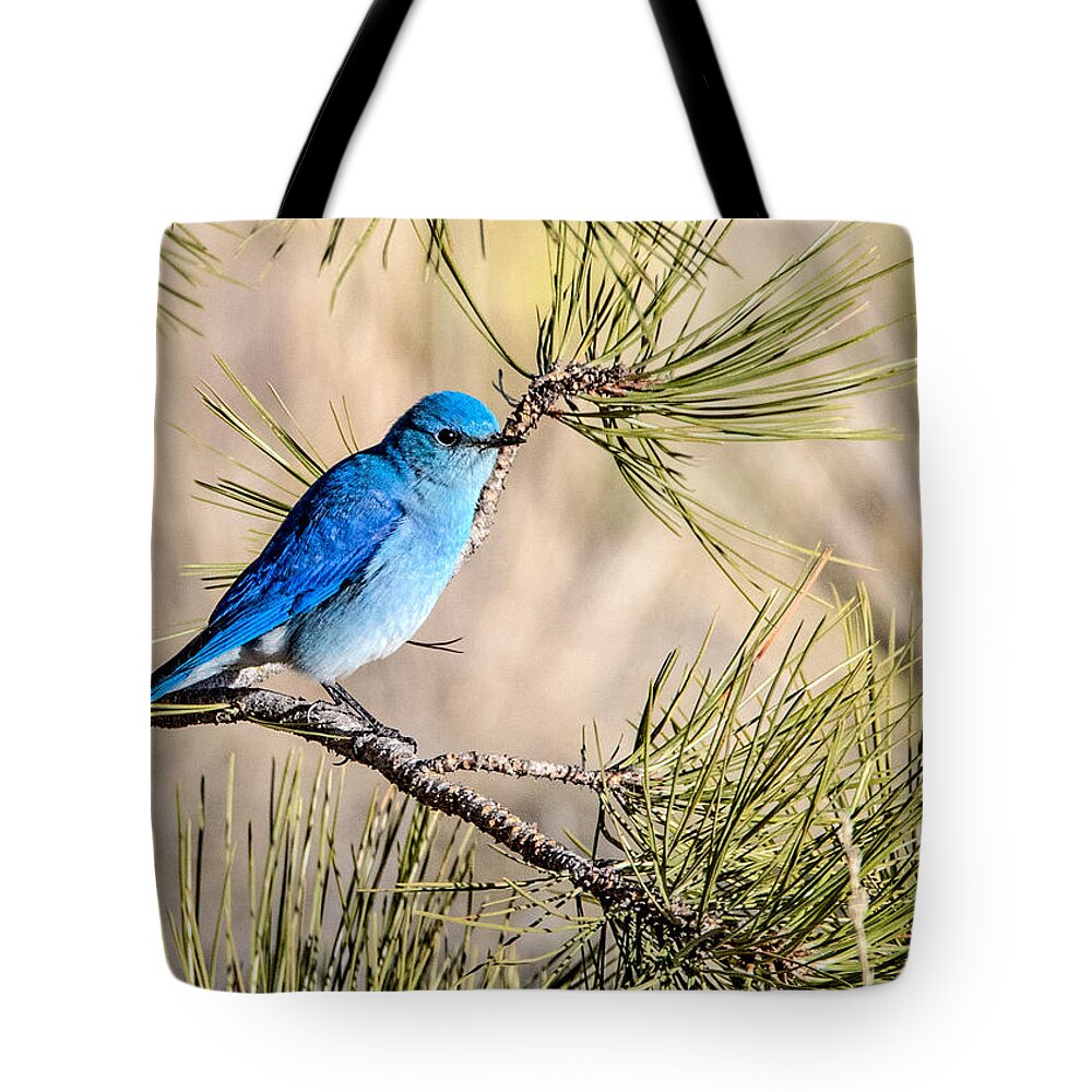 Colorado Tote Bag featuring the photograph Mountain Bluebird in a Pine by Dawn Key