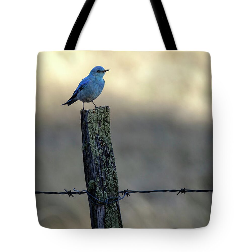 Apache-sitgreaves Nf Tote Bag featuring the photograph Mountain Bluebird on Wood Fence Post by Mary Lee Dereske