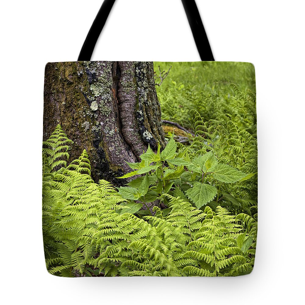 Mountain Green Ferns Tote Bag featuring the photograph Mountain Green Ferns by Ken Barrett