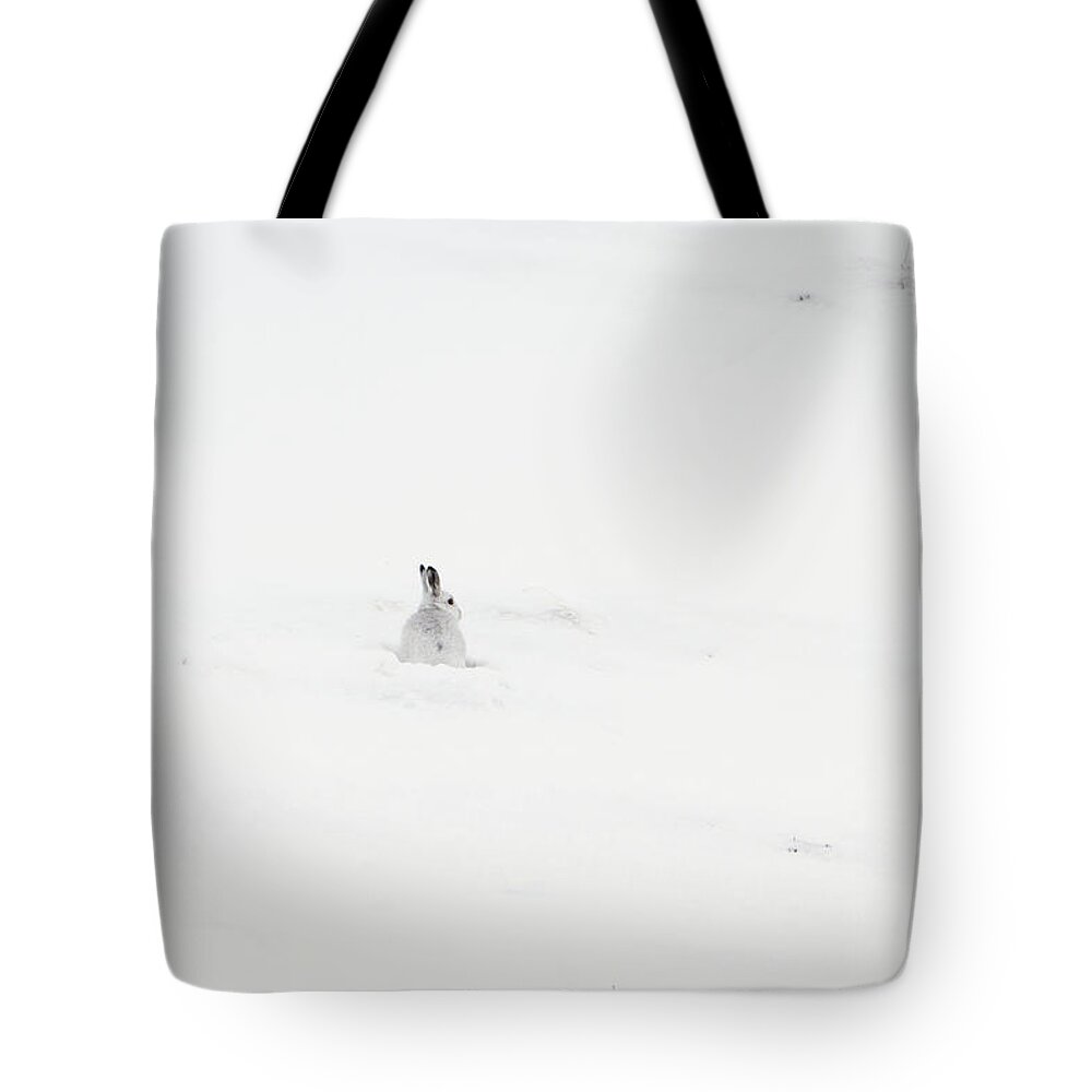 Mountain Tote Bag featuring the photograph Mountain Hare Small In Frame Left by Pete Walkden