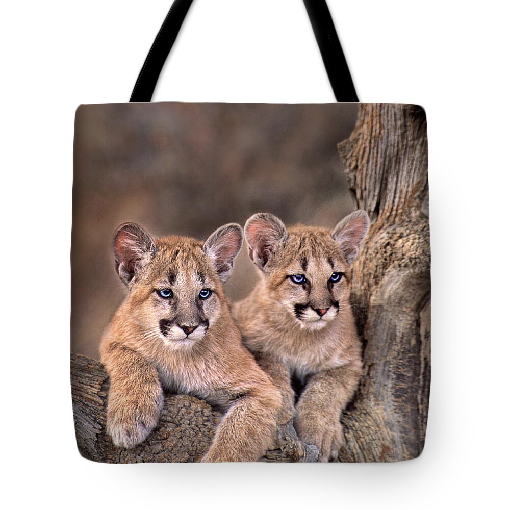 Dave Welling Tote Bag featuring the photograph Mountain Lion Cubs Felis Concolor Captive by Dave Welling
