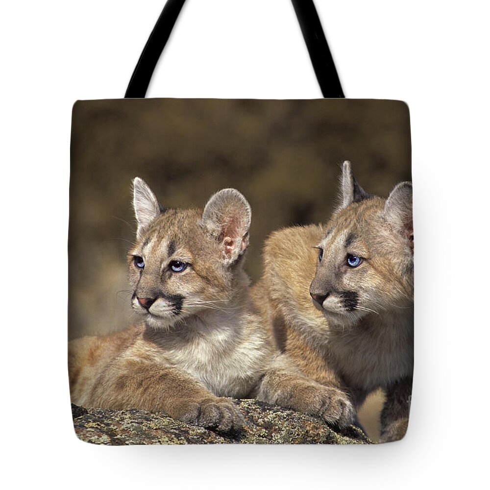 Mountain Lion Tote Bag featuring the photograph Mountain Lion Cubs on Rock Outcrop by Dave Welling