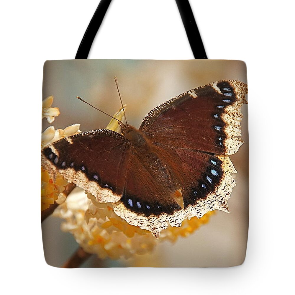 Mourning Cloak Butterfly Tote Bag featuring the photograph Mourning Cloak Butterfly by Byron Varvarigos
