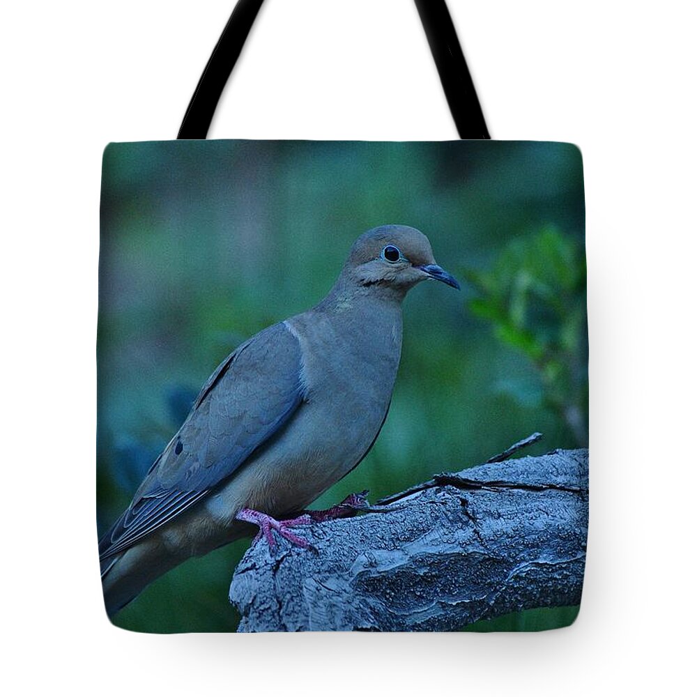 Linda Brody Tote Bag featuring the photograph Mourning Dove Early Evening Shot by Linda Brody