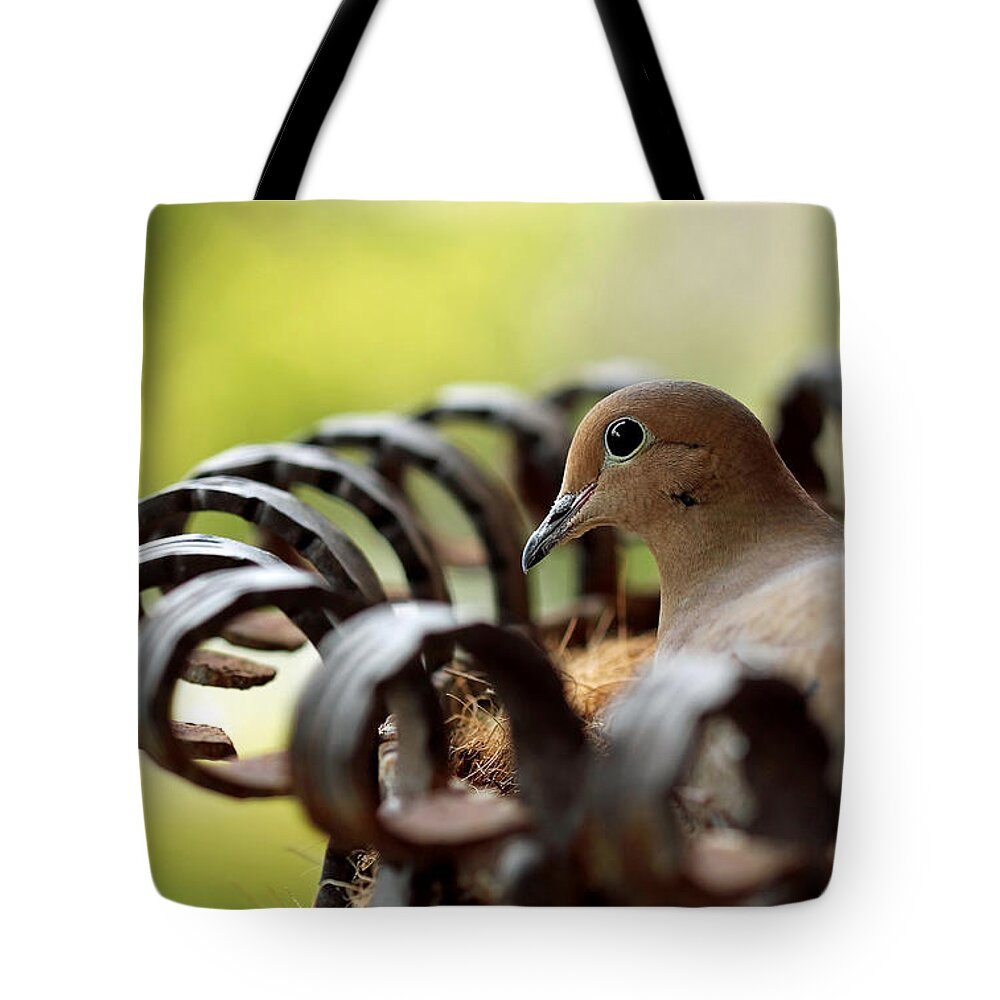 Mourning Dove Tote Bag featuring the photograph Mourning Dove In A Flower Planter by Debbie Oppermann