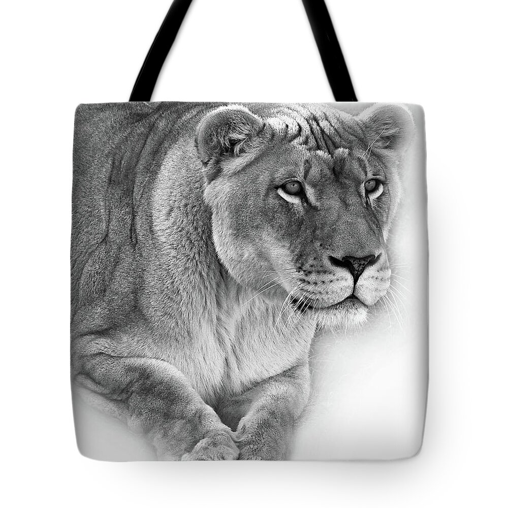 Lion Tote Bag featuring the photograph Moving In - Vignette bw by Steve Harrington