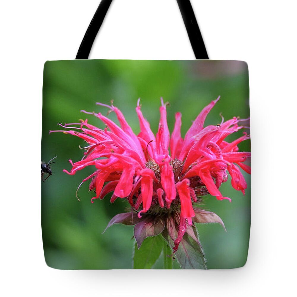 Bumble Bee Tote Bag featuring the photograph Mr. Brumble and Bee Balm by Brook Burling