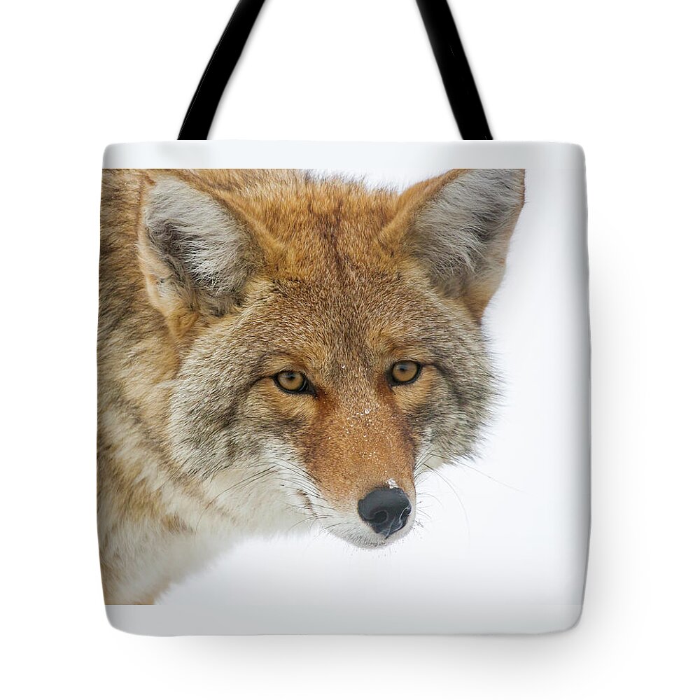 Coyote Tote Bag featuring the photograph Mr. Coyote by Mark Miller