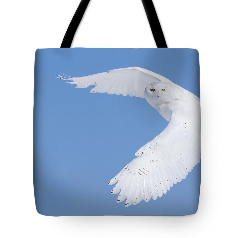 Art Tote Bag featuring the photograph Mr Snowy Owl by Mircea Costina Photography