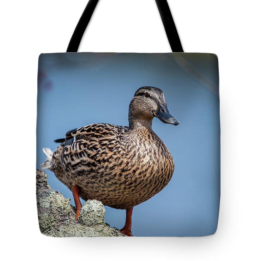 Duck Tote Bag featuring the photograph Mrs. Mallard by Cathy Kovarik
