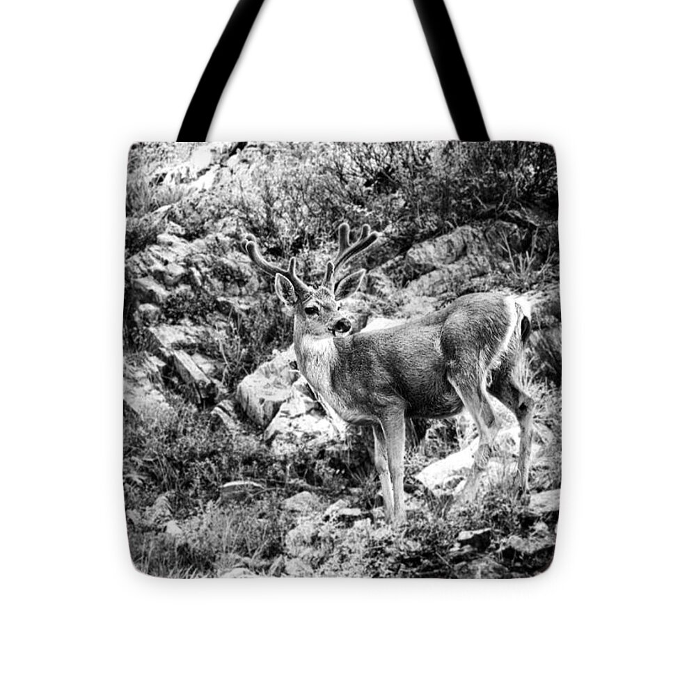 Deer Tote Bag featuring the photograph Mule Deer Buck by Lawrence Knutsson