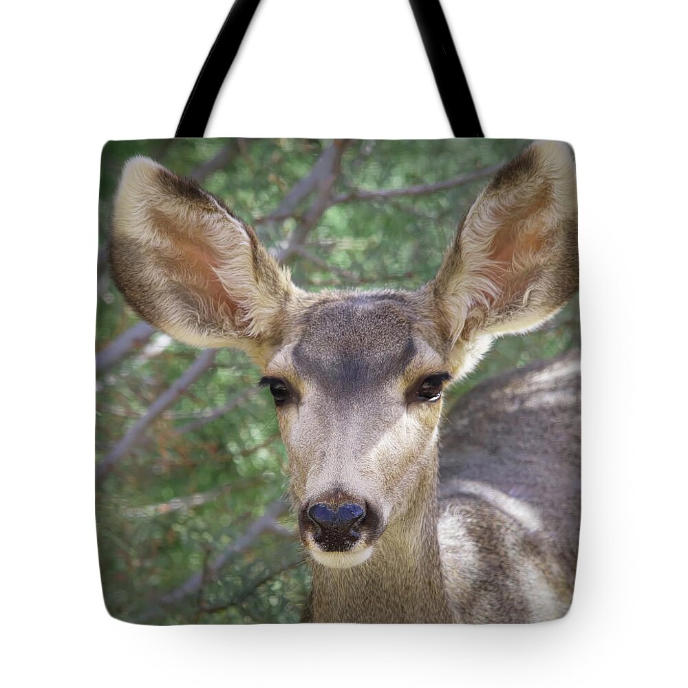 Deer Tote Bag featuring the photograph Mule Deer by Elaine Malott