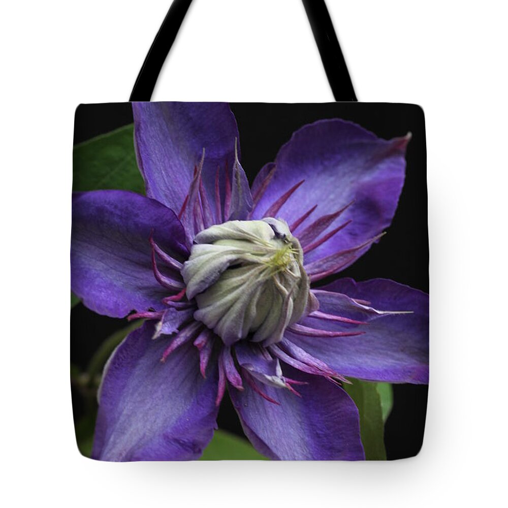 Abundant Tote Bag featuring the photograph Multi Blue Clematis by Tammy Pool