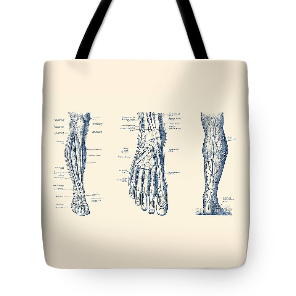 Leg Circulatory System Tote Bag featuring the drawing Multi-View Leg Diagram - Human Circulatory System by Vintage Anatomy Prints