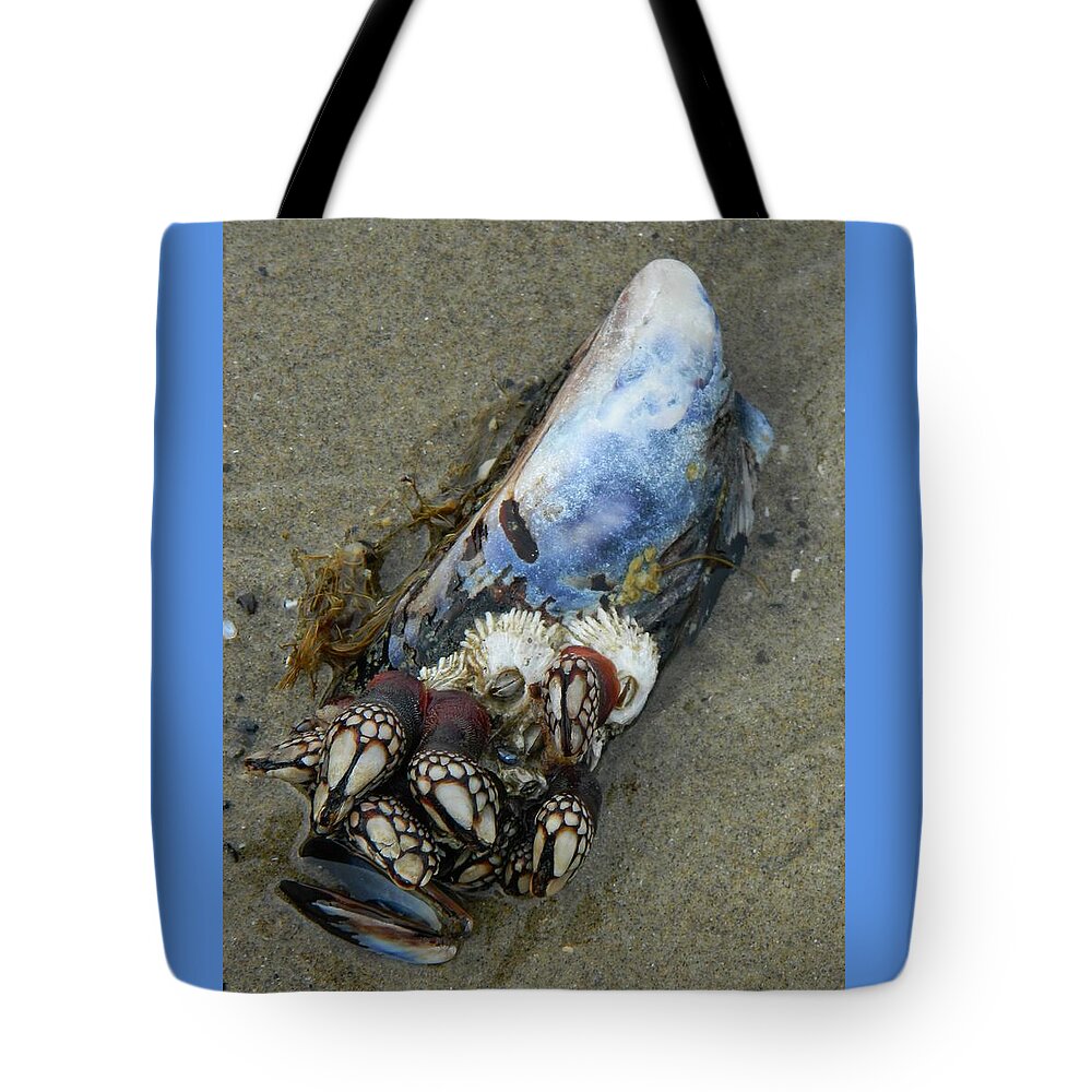 Oregon Tote Bag featuring the photograph Muscles and Barnacles by Gallery Of Hope 