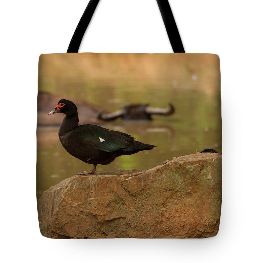 Muscovy Duck Tote Bag featuring the photograph Muscovy Duck by Flees Photos