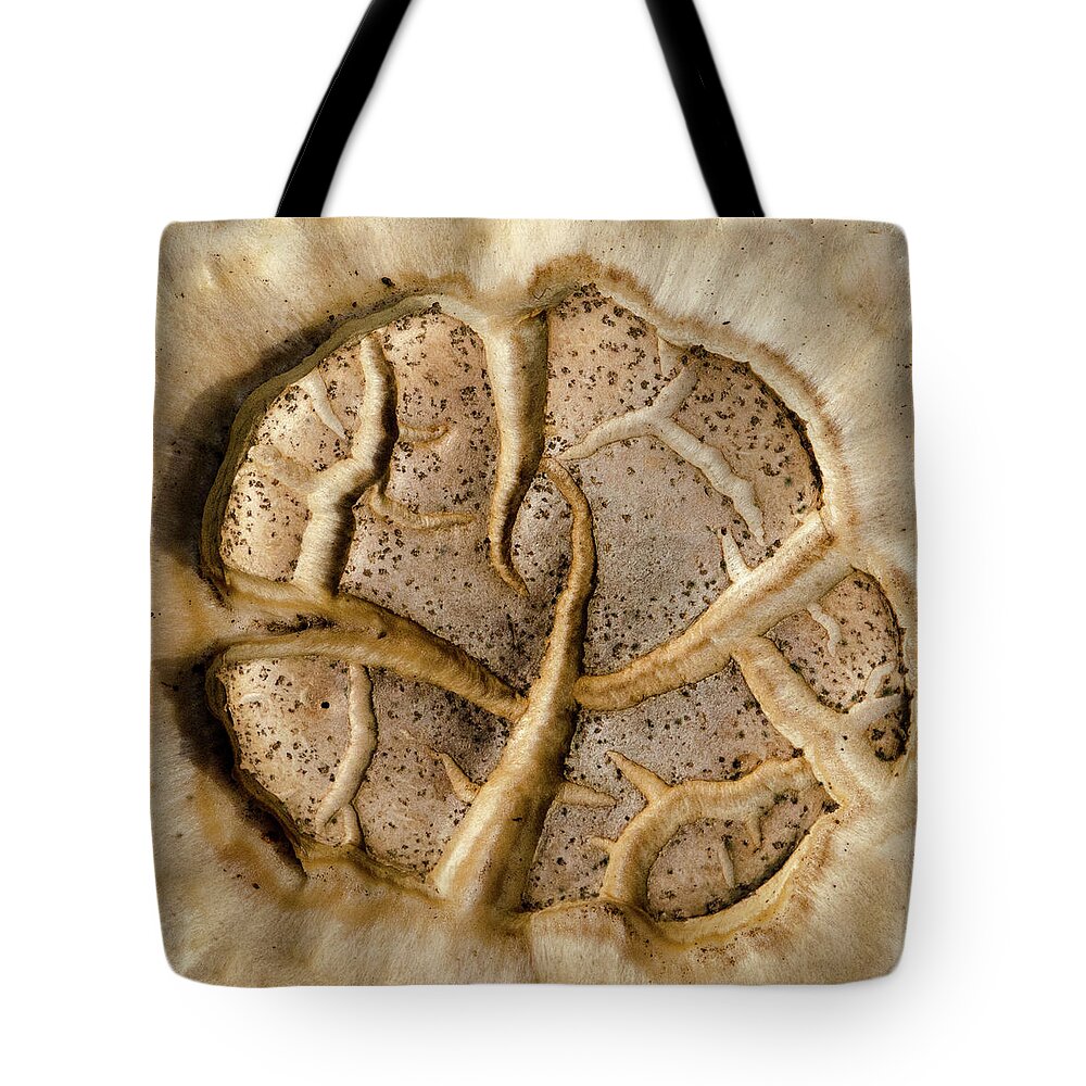Fungi Tote Bag featuring the photograph Mushroom Art by Jeff Phillippi