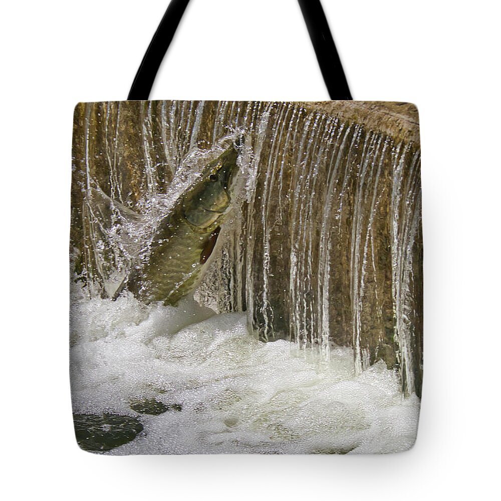 Muskie Tote Bag featuring the photograph Muskie 2 - Lake Wingra - Madison - Wisconsin by Steven Ralser