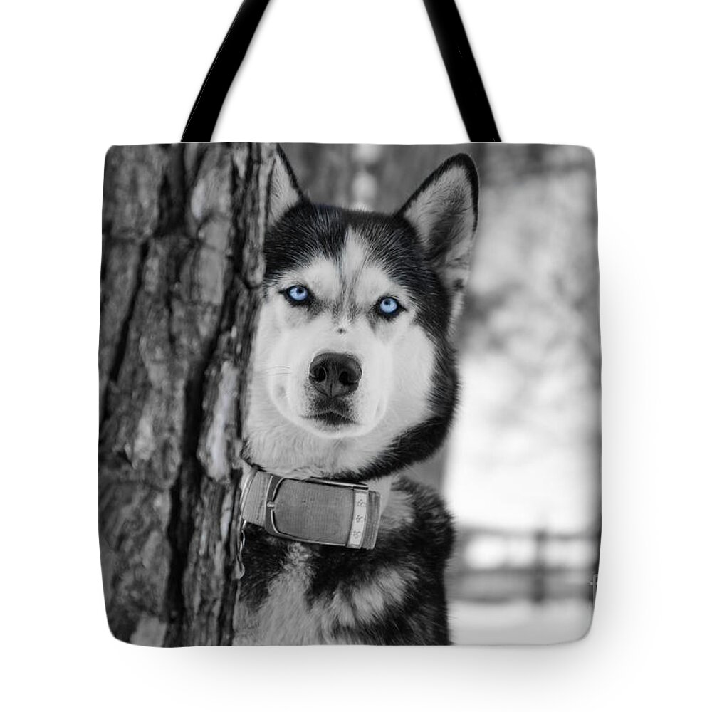 Husky Tote Bag featuring the photograph My Baby Blue Eyes by Jennifer White