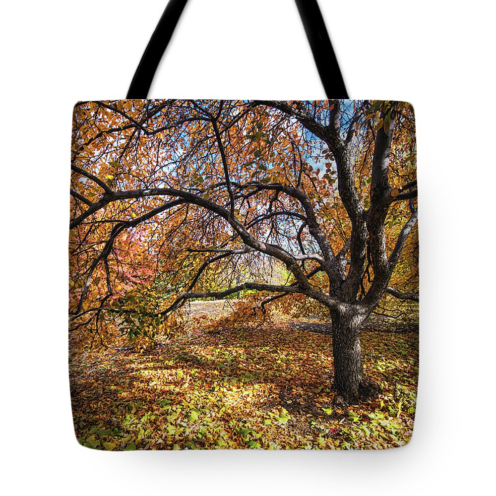 Reno Tote Bag featuring the photograph My Favorite Tree, Fall 2017 by Janis Knight
