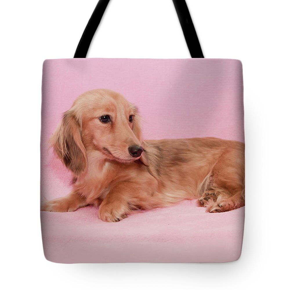Companion Tote Bag featuring the photograph My Girl Joey by Ree Reid