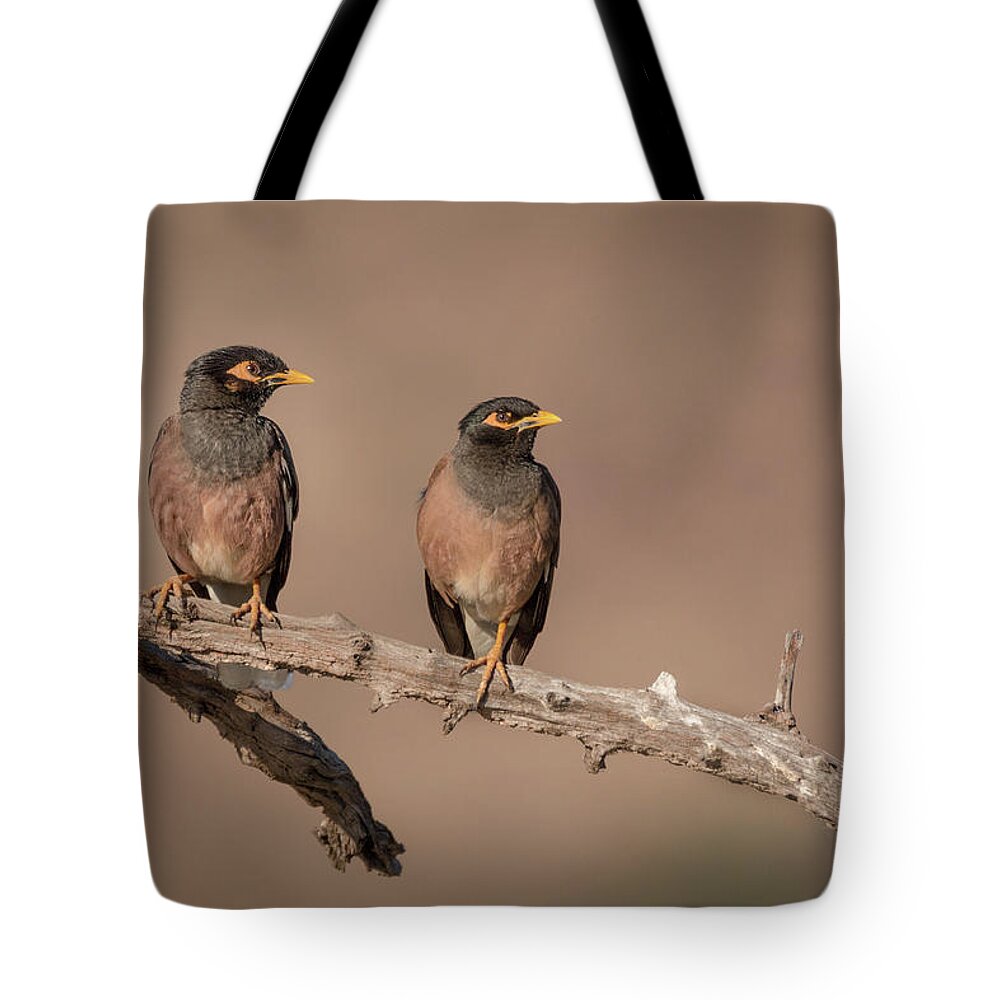 Acridotheres Tristis Tote Bag featuring the photograph Myna Pair by James Capo