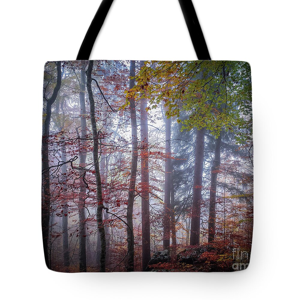 Forest Tote Bag featuring the photograph Mystery in fog by Elena Elisseeva