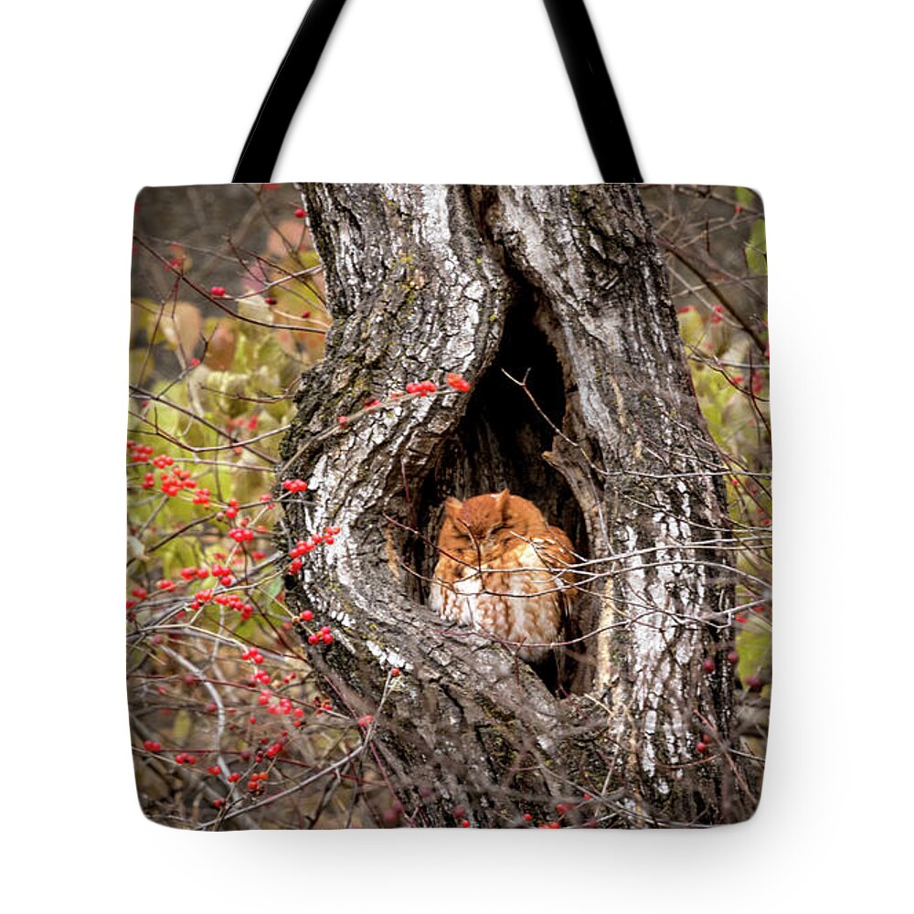 Owl Tote Bag featuring the photograph Nap Time by Holly Ross