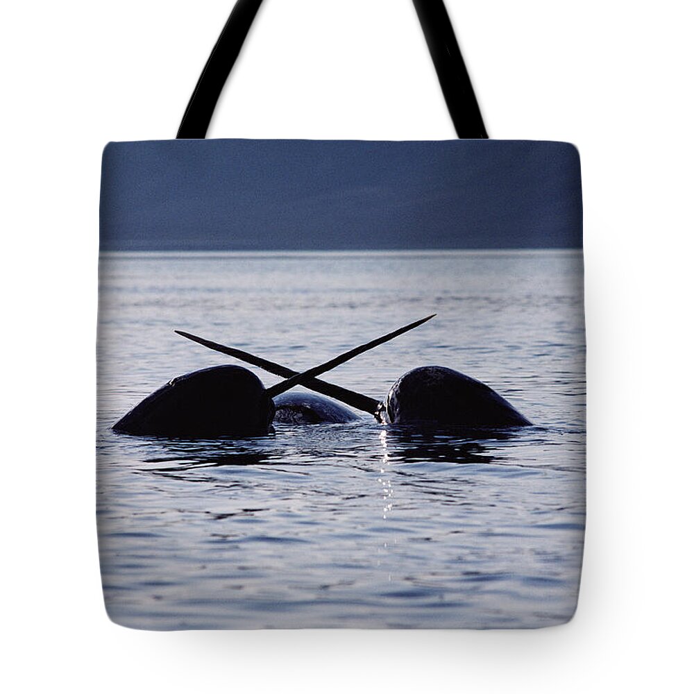 00080563 Tote Bag featuring the photograph Narwhal Males Sparring Baffin Island by Flip Nicklin