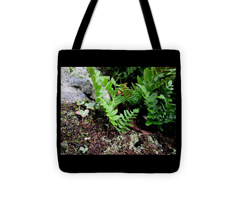 Lichen Tote Bag featuring the photograph Natural Still Life #4 by Dreamweaver Gallery