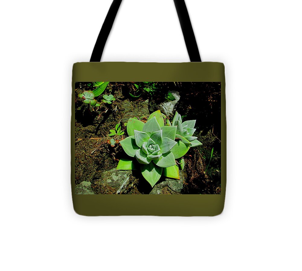 Succulent Tote Bag featuring the photograph Natural Still Life #9 by Larry Bacon