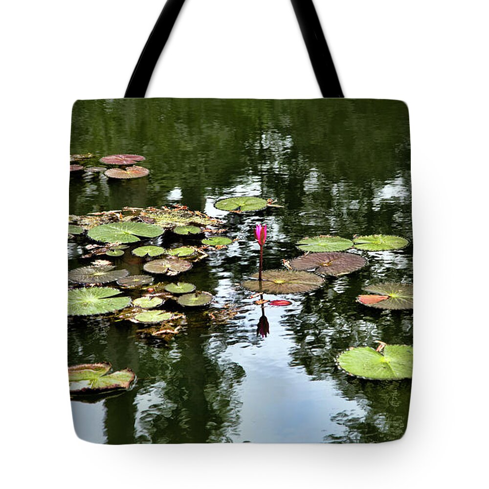 Siem Reap Tote Bag featuring the photograph Nature Lily Pods/Lotus Cambodia by Chuck Kuhn