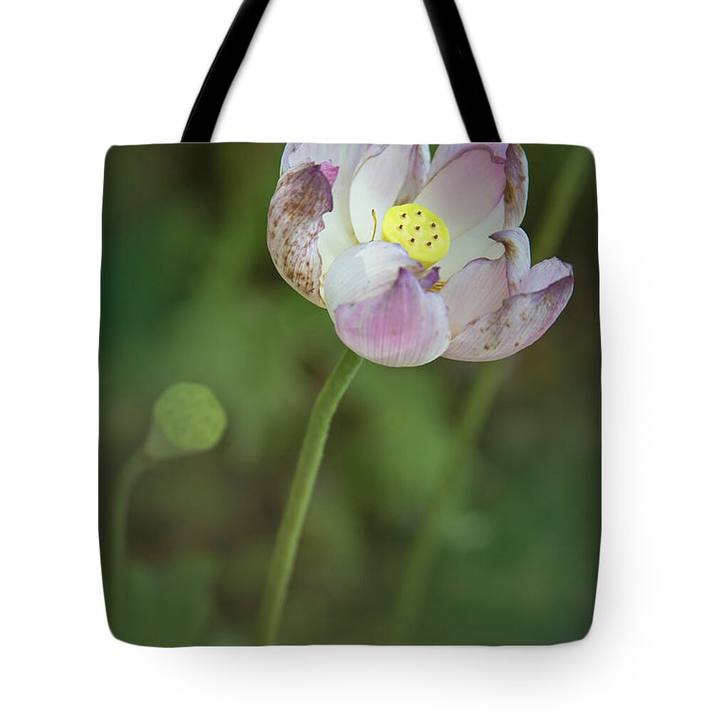 Flower Tote Bag featuring the photograph Nature's Beauty by Elvira Pinkhas