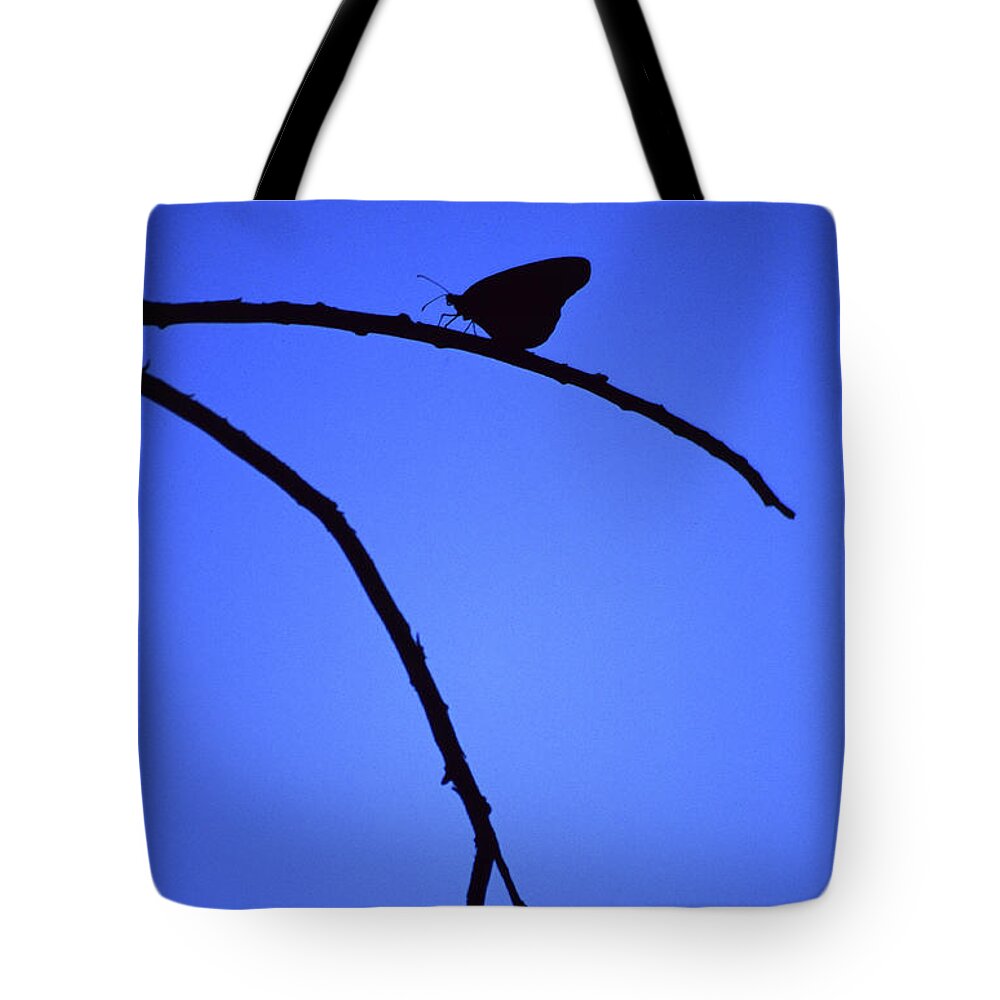 Nature Tote Bag featuring the photograph Natures Elegance by Randy Oberg