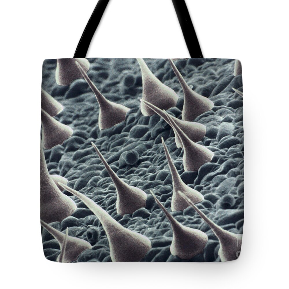 Leaf Tote Bag featuring the photograph Nettle Stinging Hair Sem by Scimat