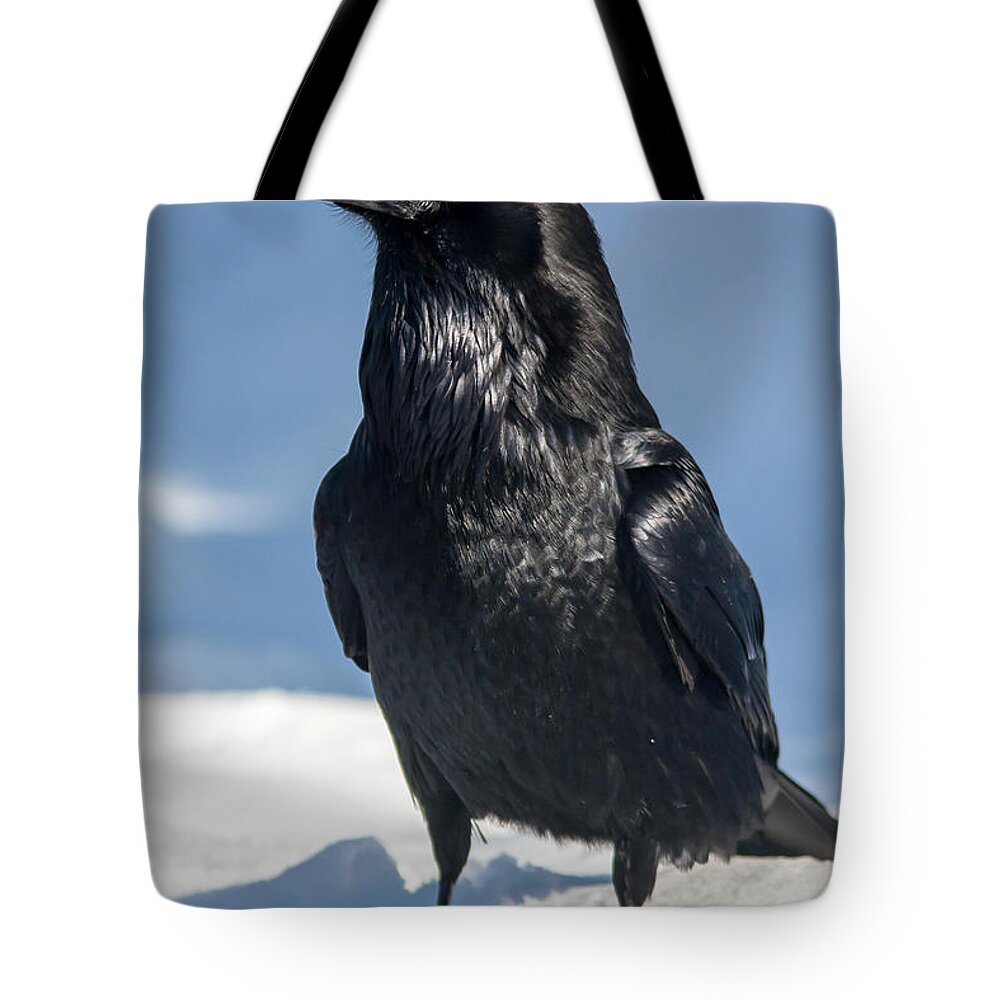 Raven Tote Bag featuring the photograph Nevermore by Jack Bell