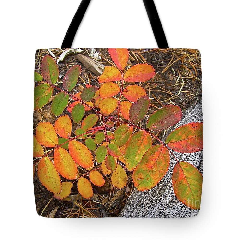 Colorado Mountains Tote Bag featuring the painting New And Old Life Cycles by Alan Johnson